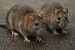 Traitement contre les rats et souris, dératisation à Châtellerault 86100 Vienne